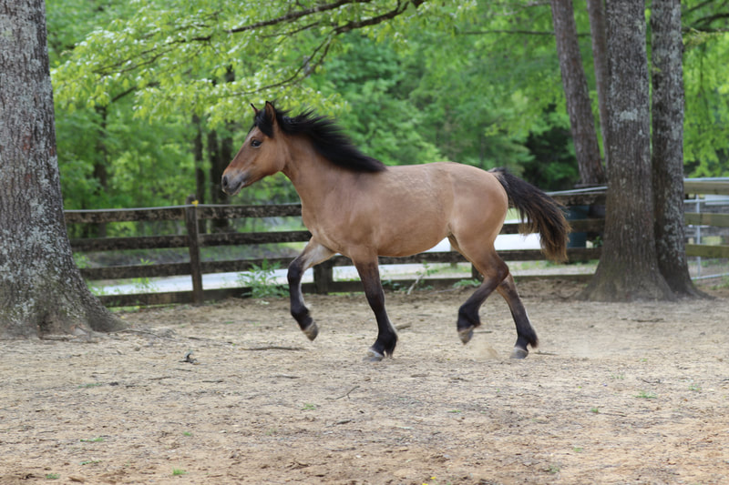 Highland pony and Dales pony mares - Baroque Farm Highland Ponies ...